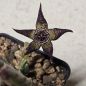 Preview: Stapelia cedrimontana